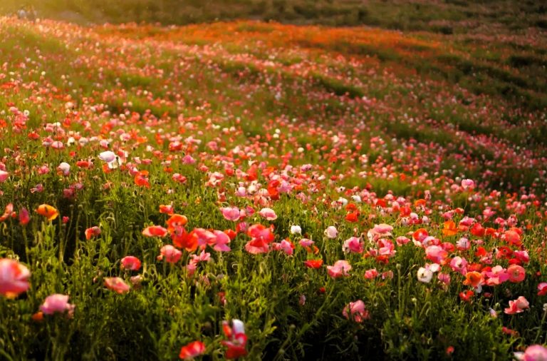 flowers-blooming-field.jpg