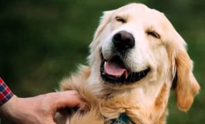 retriever-smiling-cropped